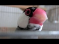 鳥かごから出して欲しいと訴える桜文鳥ほーちゃん 文鳥動画 Java sparrow