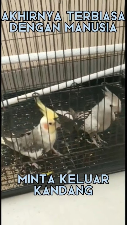 FALK MINTA KELUAR KANDANG JIKA ADA ORANG LEWAT, #falk #gacor #parkitaustralia