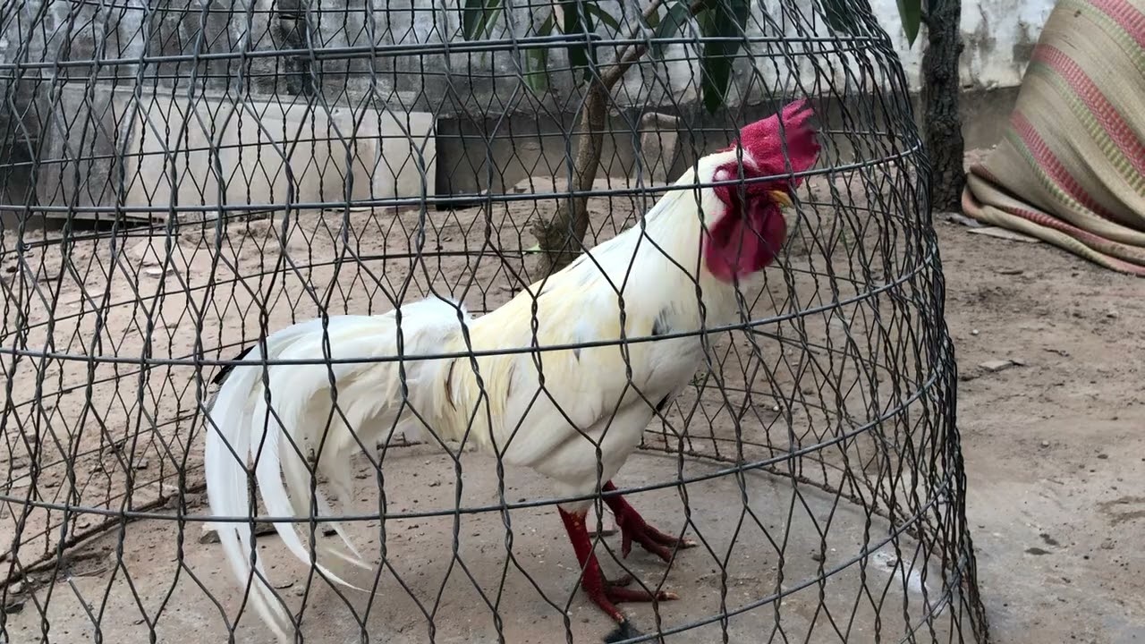 ngày 24 tháng 2, 2026