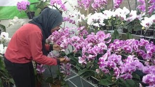 # TIS # OJO LALI ! 3 BAHAN DAPUR INI BISA BUAT TAMAN SUBUR MAKMUR #KEBUNBIBITSAFA