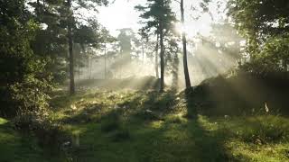 Escape the chaos:  Mindful Meditation in 4 mins