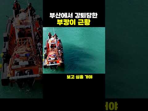 부캉이 <strong>근황</strong>