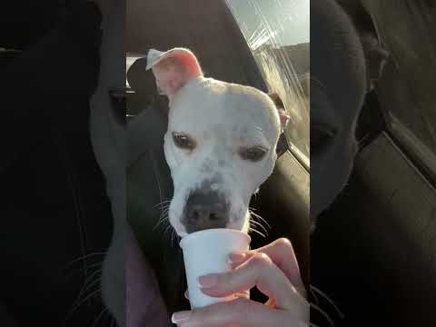 NFW Short 4: Daisy The Shop Dog Enjoys Her Puppachino