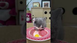 Eat eat Cats love it so much#Cat eating broadcast#Pet food show#Feed the cat#Raw flesh and