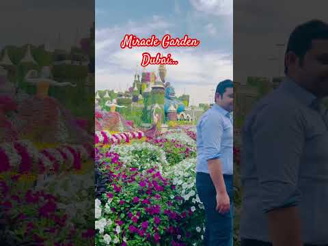 The breathtaking beauty of Miracle Garden Dubai #dubai #miraclegardendubai#ytshorts #youtubeshorts