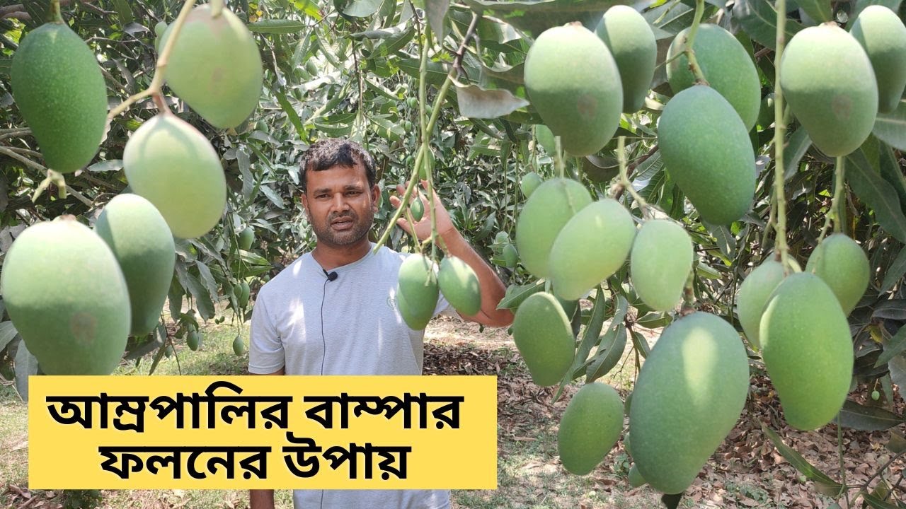 আম্রপালি আমের বাম্পার ফলনে করনীয় ।। Amrapali Mango Cultivation - YouTube