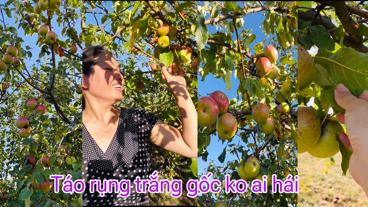 Táo rụng trắng gốc không ai ăn, lý do cây cối ở Pháp sai trĩu quả, Mai ...