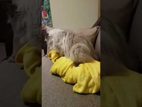 My cat HENRY humping my blanket hhhaa- he cant control himself - YouTube