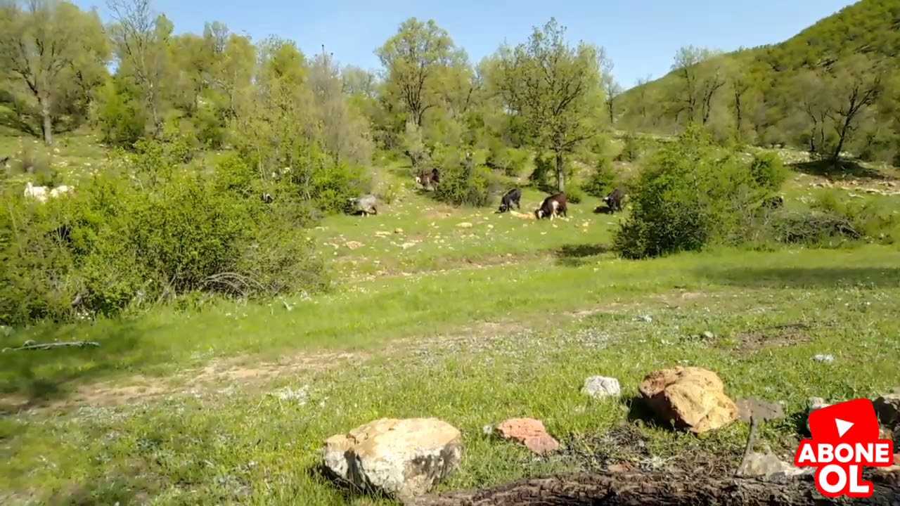 Neden yaylaya gitmiyorum keci yayladamı iyi olur köydemi
