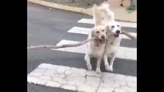 Dog Helps Other Dog Carry Large Stick