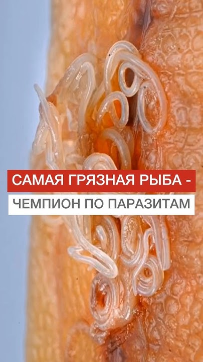 Самая грязная рыба - чемпион по паразитам #shorts #паразиты #рыба # ...