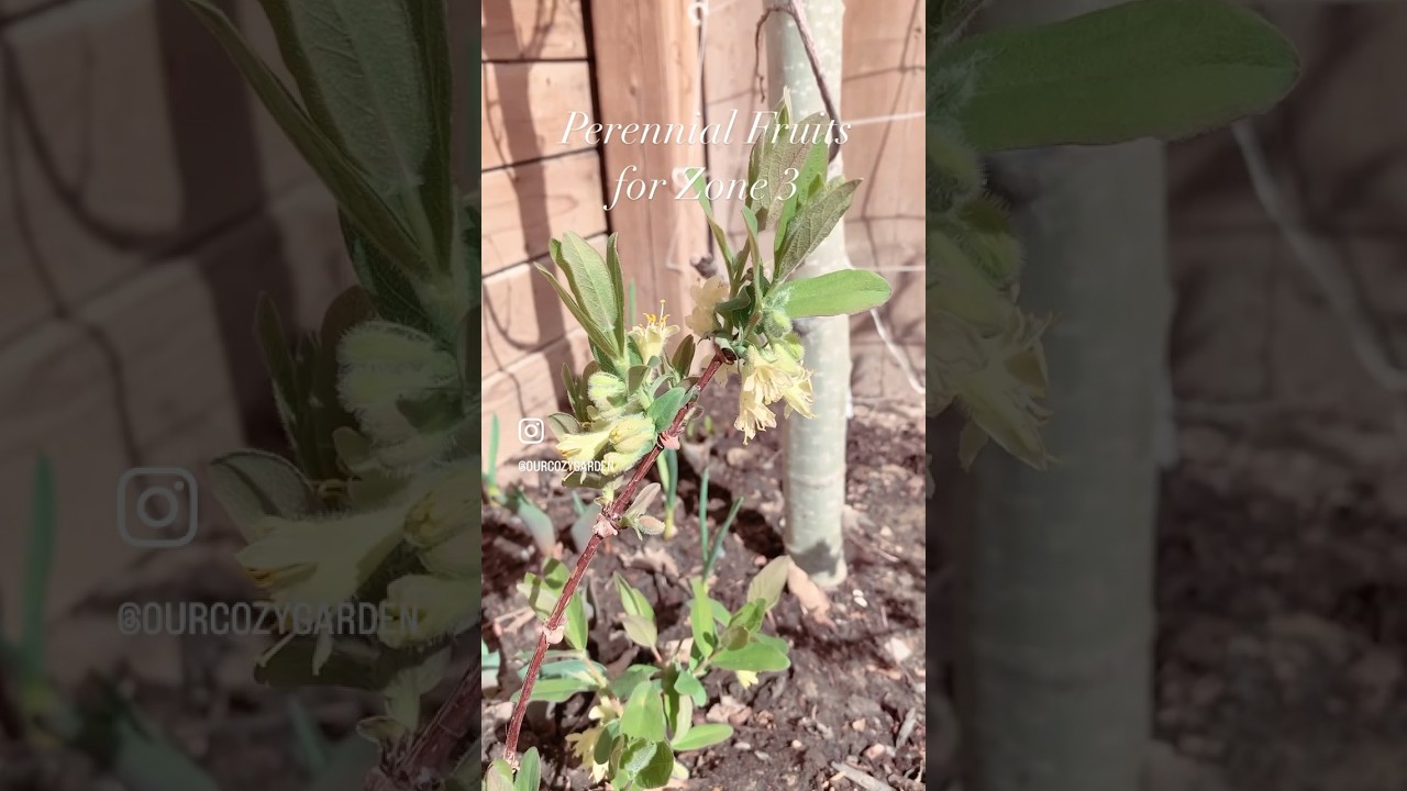 Perennial Fruits for Zone 3 