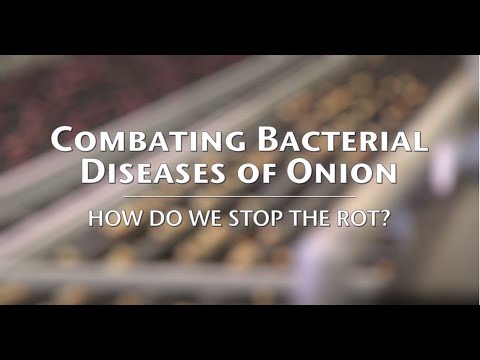 Wideo: Kontrola miękkiej zgnilizny bakteryjnej cebuli: traktowanie cebuli miękką zgnilizną bakteryjną