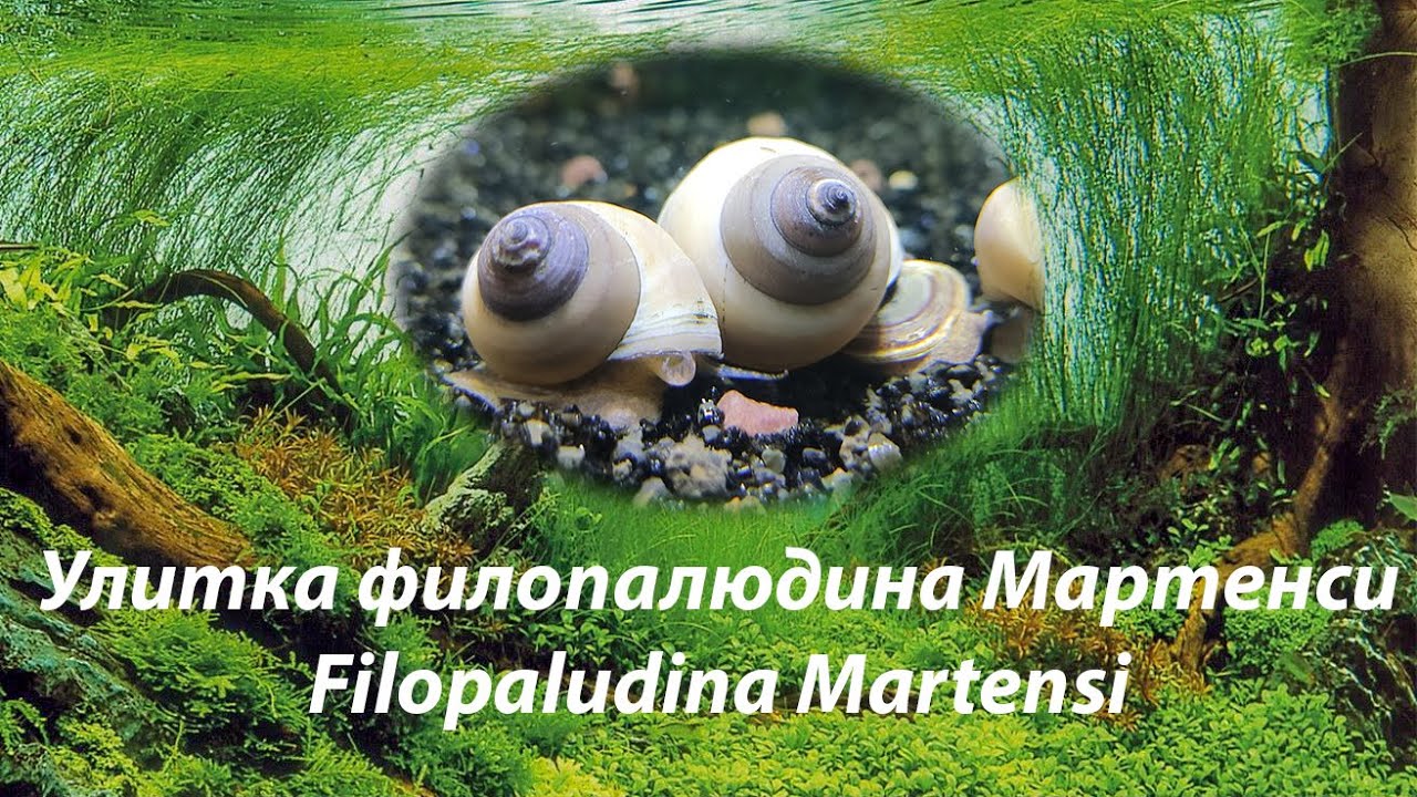 Улитка филопалюдина Мартенси / Filopaludina Martensi