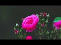☆ 美しい時代をもう一度 ☆ 三田 明