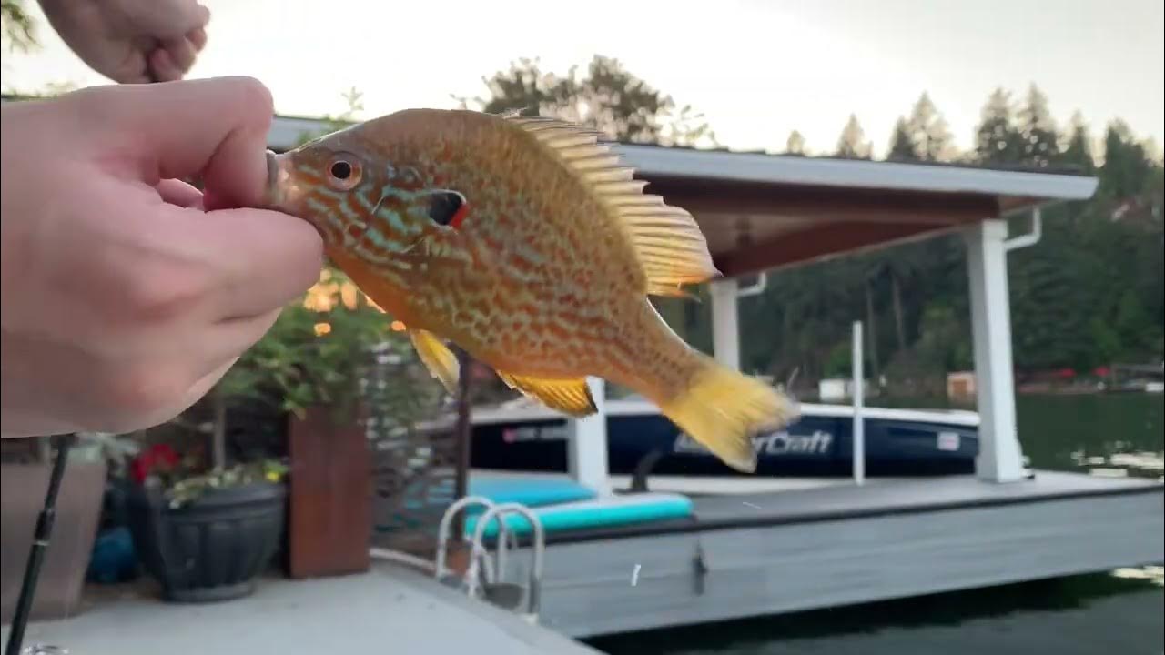 Catfish, Bass, and Panfish Fishing in Oregon’s Private LakeSLAYING