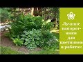 ❀ Лучшие папоротники для цветников и рабаток