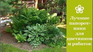 ❀ Лучшие папоротники для цветников и рабаток ❀ Лучшие папоротники для цветников и рабаток