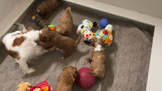 Puppies loves mom’s tail as much as toys! by 4E Kennels  191 views 5 months ago 6 minutes, 45 seconds