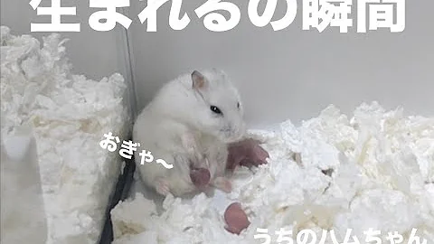 ハムスターの出産