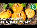 При такой ПОСАДКЕ ГЛАДИОЛУСОВ соцветия будут мощные и не будут падать