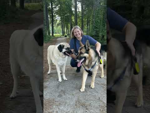 My Dogs' 'Adventure