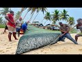 Unbelievable Net Fishing Harvest! Thousands of Fish Caught by Village Fishermen