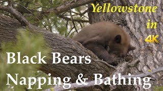 Black Bears Napping and Bathing | Yellowstone in 4K | Inspire Wild Media by Inspire Wild Media 634 views 3 years ago 1 minute, 32 seconds