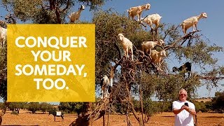 Conquer Your Someday | Tree Goats
