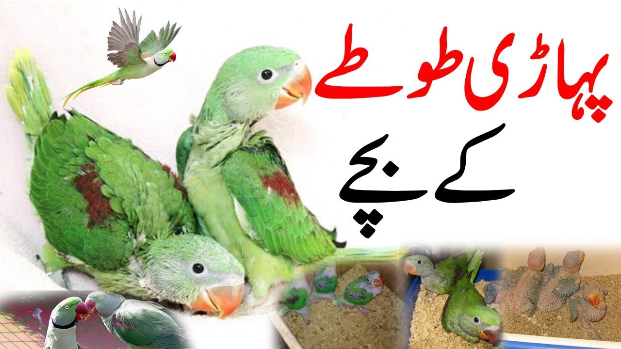 Pahari Tota Ka Bacha Alexandrine Parrot Baby Alexandrine Talking