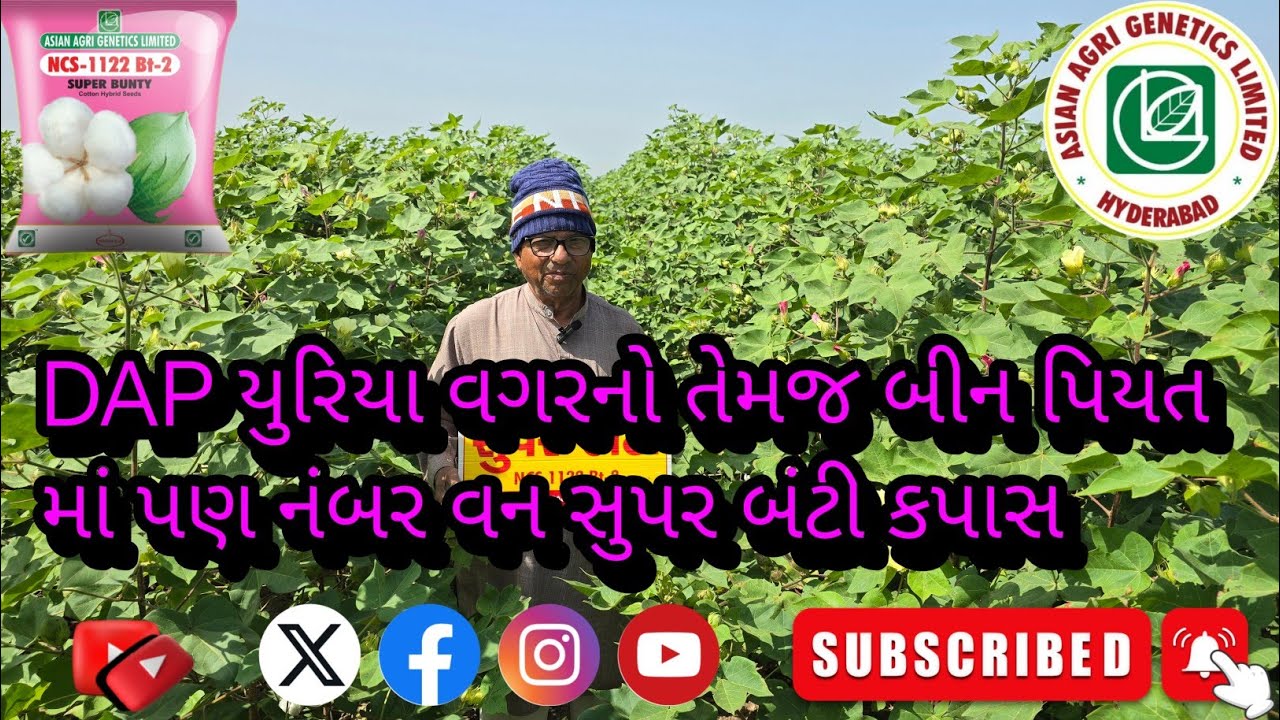 DAP યુરિયા વગરનો તેમજ બીન પિયત માં પણ નંબર વન સુપર બંટી કપાસ #superbunty #સુપરબંટી #cottonfield 