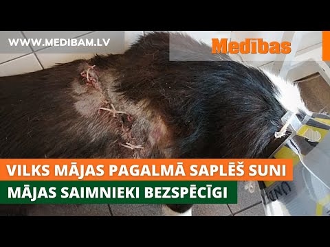 Video: Letala Bodo Morda Kmalu Dobila Bide, Da Boste Lahko Leteli Sveži