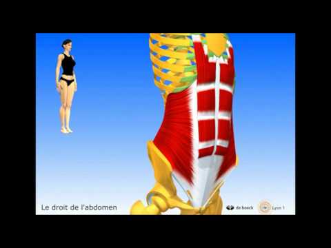 Patrice THIRIET - Portail Anatomie 3D Lyon 1 - UNF3S