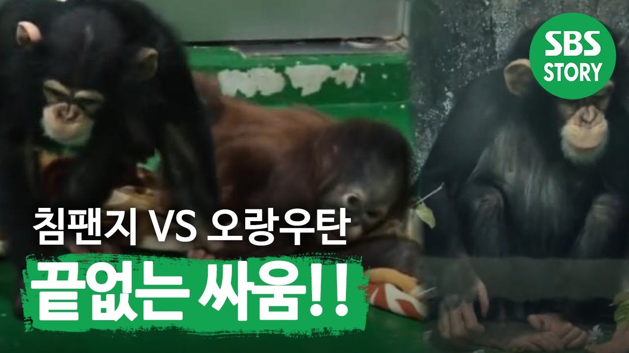 Снова появляется шимпанзе Квансун. Орангутанг Бонам и «Сплетник» @TV Animal Farm 140504