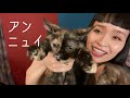 [蛇腹談義15] アコーディオンを機内持ち込みするぞ~猫動画付き~