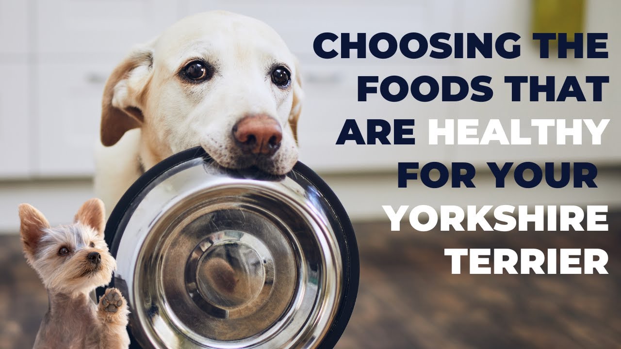 Choosing the Foods That Are Healthy for Yorkies YouTube