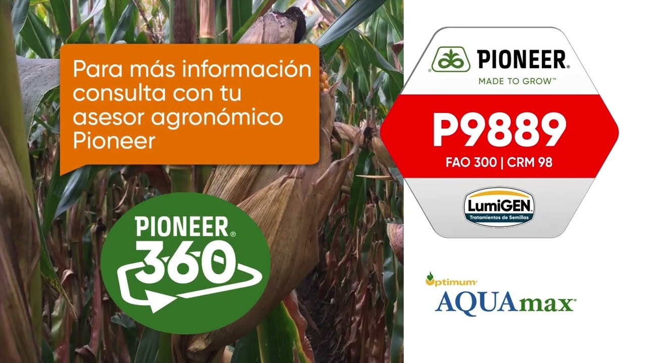 Maíz Pioneer 9889