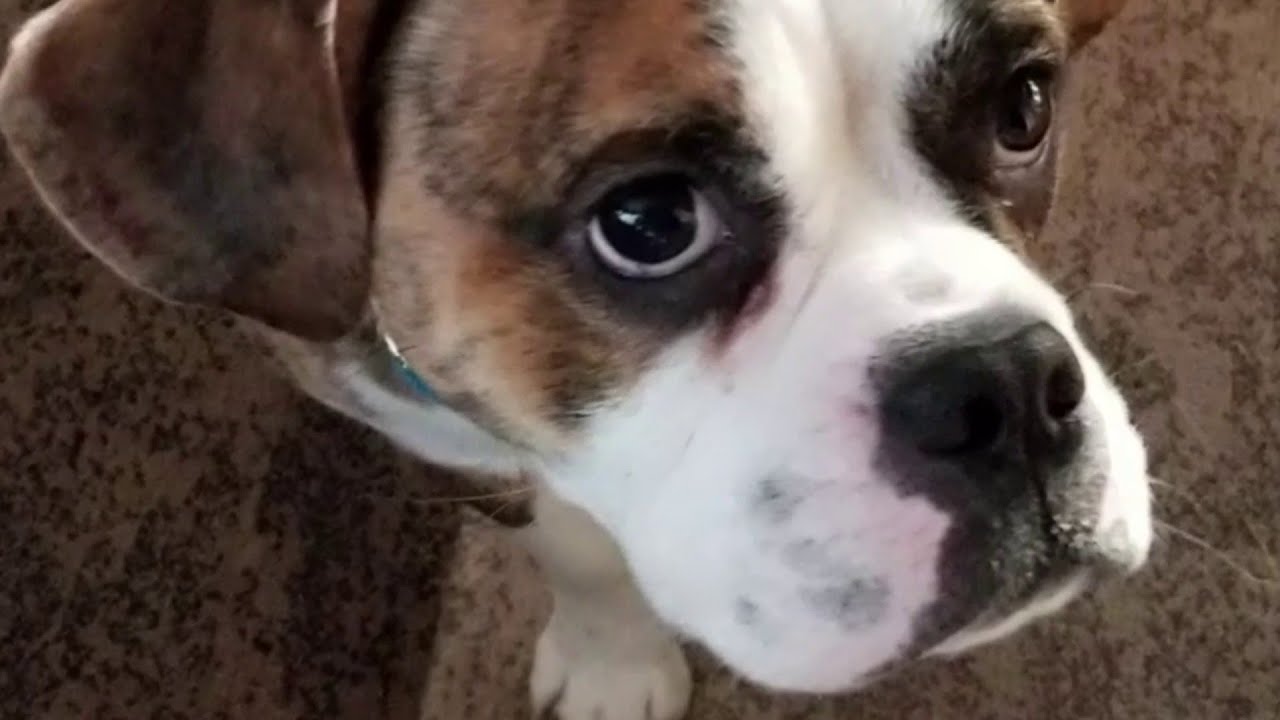 Lawsuit against Novi Petland claims man got illness from puppy