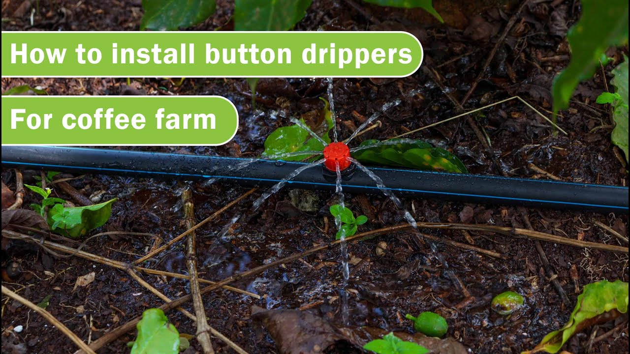 How to Install  Irrigation  for Coffee Farming  in Kenya | Full Guide | Call 0790719020