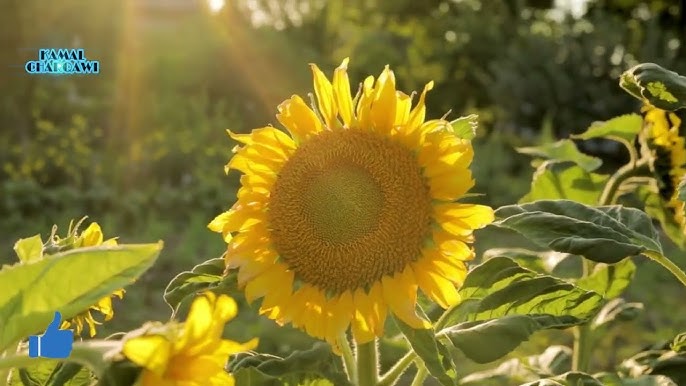 حقيقة تفسير رؤية عباد الشمس في المنام - مقدمة