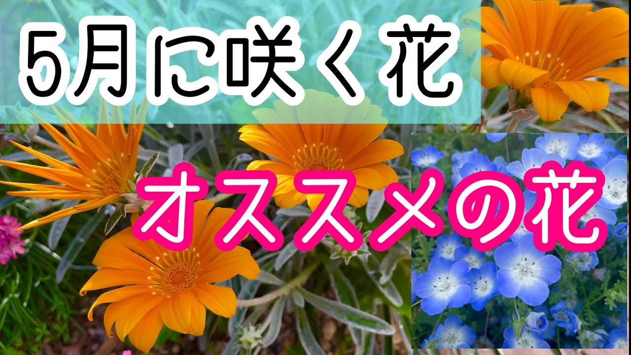 Flowers that bloom in May and recommended flowers - YouTube