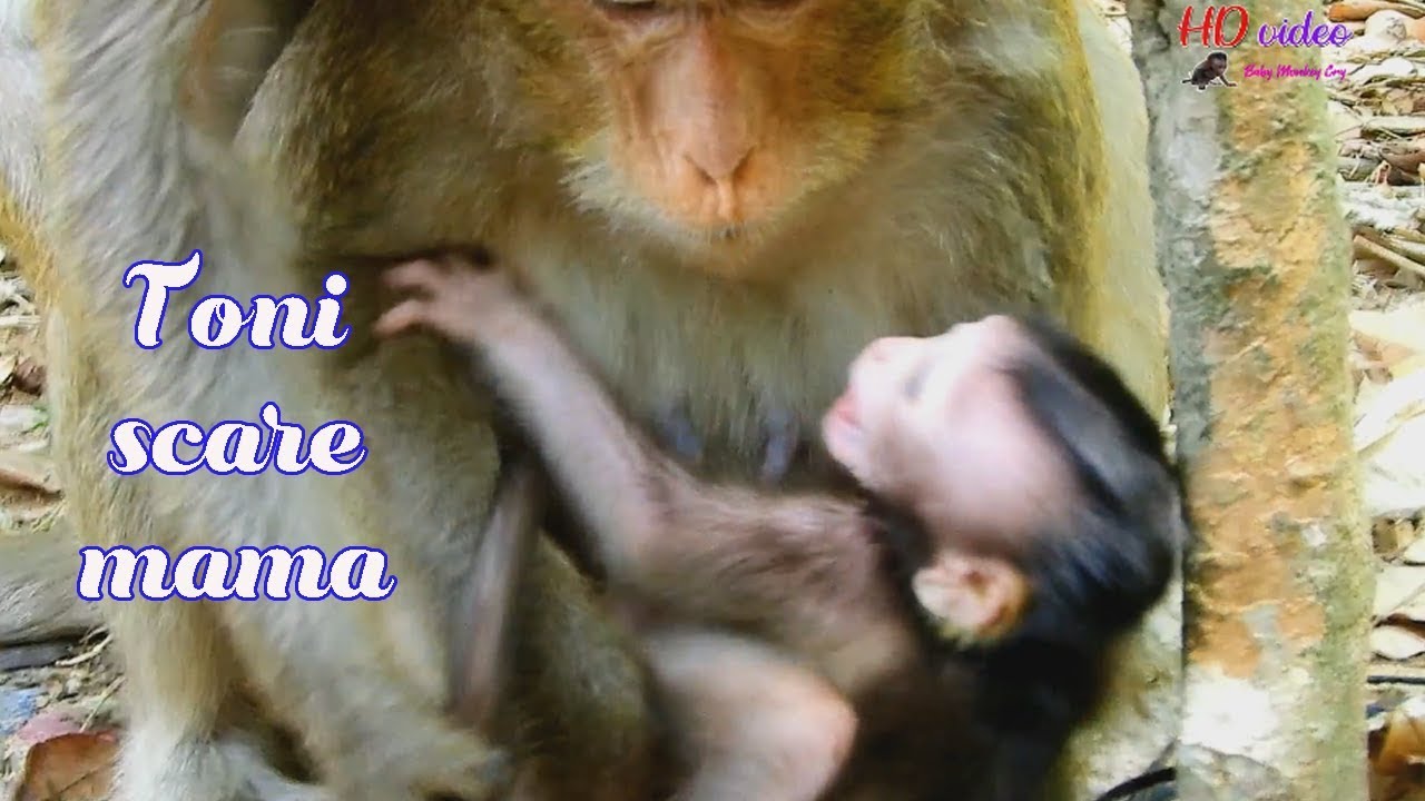 So pity!Poor baby Toni cry loudly scare mama drag d0 bad-Toni just born why she like d0 like this