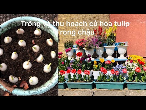 Video: Đào, Phân Loại Và Cất Giữ Củ Hoa Tulip