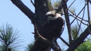 Florida Osprey