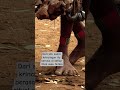 suara krincing saat ritual suku himba berasal dari kaki#himba