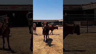 old line kundhi gir cow in herd | unique horns &amp; big body gir cow in farm#short#viral#cow#trending