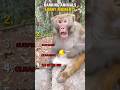 Animals Funny #ranking #animals #shorts