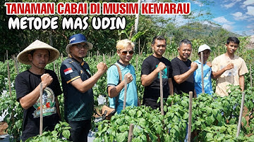 METODE TANAM CABAI MAS UDIN DI MUSIM KEMARAU | TANAMAN LUAR BIASA SUBUR