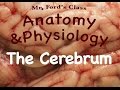 Understanding the Cerebrum