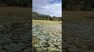 പട്രനടക്കാവിലെ താമരപ്പാടം #cagv #tirur #malappuram #താമര